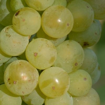 Putzscheere 7